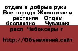 отдам в добрые руки - Все города Животные и растения » Отдам бесплатно   . Чувашия респ.,Чебоксары г.